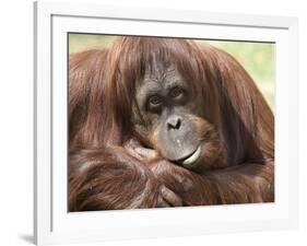 National Zoological Park: Orangutan-null-Framed Photographic Print