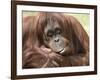 National Zoological Park: Orangutan-null-Framed Photographic Print