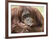 National Zoological Park: Orangutan-null-Framed Photographic Print