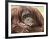 National Zoological Park: Orangutan-null-Framed Photographic Print