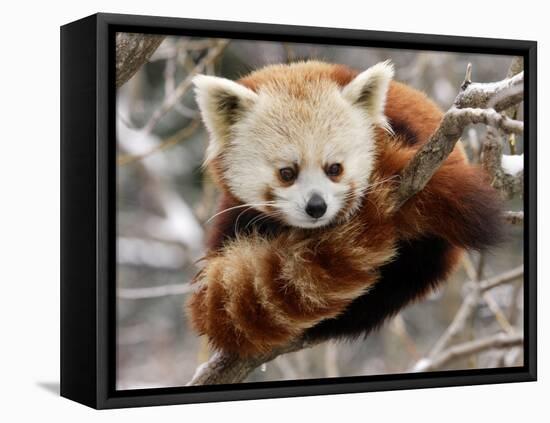 National Zoological Park: Red Panda-null-Framed Stretched Canvas