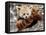 National Zoological Park: Red Panda-null-Framed Stretched Canvas