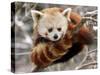 National Zoological Park: Red Panda-null-Stretched Canvas