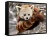 National Zoological Park: Red Panda-null-Framed Stretched Canvas