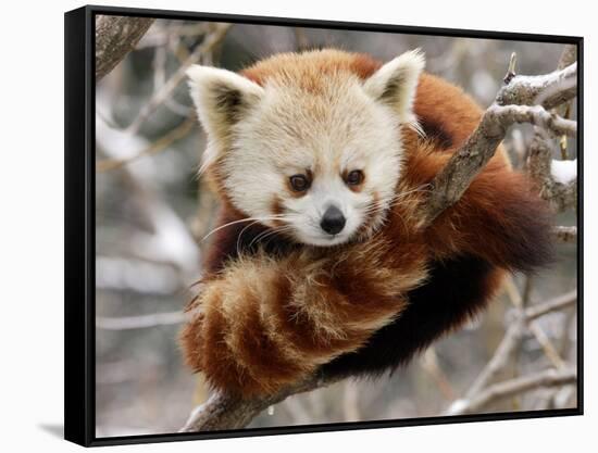 National Zoological Park: Red Panda-null-Framed Stretched Canvas