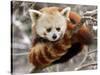 National Zoological Park: Red Panda-null-Stretched Canvas