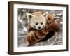 National Zoological Park: Red Panda-null-Framed Photographic Print