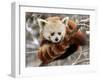 National Zoological Park: Red Panda-null-Framed Photographic Print