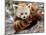 National Zoological Park: Red Panda-null-Mounted Photographic Print