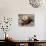 National Zoological Park: Red Panda-null-Photographic Print displayed on a wall