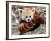 National Zoological Park: Red Panda-null-Framed Photographic Print