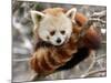 National Zoological Park: Red Panda-null-Mounted Photographic Print