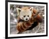 National Zoological Park: Red Panda-null-Framed Photographic Print