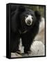 National Zoological Park: Sloth Bear-null-Framed Stretched Canvas