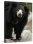National Zoological Park: Sloth Bear-null-Stretched Canvas