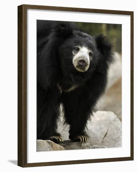 National Zoological Park: Sloth Bear-null-Framed Photographic Print