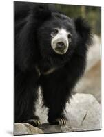 National Zoological Park: Sloth Bear-null-Mounted Photographic Print