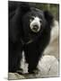 National Zoological Park: Sloth Bear-null-Mounted Photographic Print