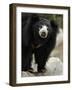 National Zoological Park: Sloth Bear-null-Framed Photographic Print