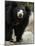 National Zoological Park: Sloth Bear-null-Mounted Photographic Print