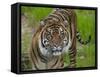 National Zoological Park: Sumatran Tiger-null-Framed Stretched Canvas