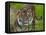 National Zoological Park: Sumatran Tiger-null-Framed Stretched Canvas