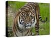 National Zoological Park: Sumatran Tiger-null-Stretched Canvas