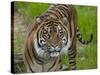 National Zoological Park: Sumatran Tiger-null-Stretched Canvas