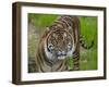 National Zoological Park: Sumatran Tiger-null-Framed Photographic Print