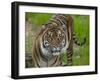 National Zoological Park: Sumatran Tiger-null-Framed Photographic Print