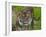 National Zoological Park: Sumatran Tiger-null-Framed Photographic Print