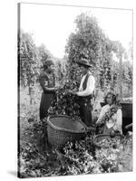 Native American Hop Pickers, 1909-Asahel Curtis-Stretched Canvas