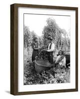 Native American Hop Pickers, 1909-Asahel Curtis-Framed Giclee Print