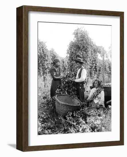 Native American Hop Pickers, 1909-Asahel Curtis-Framed Giclee Print