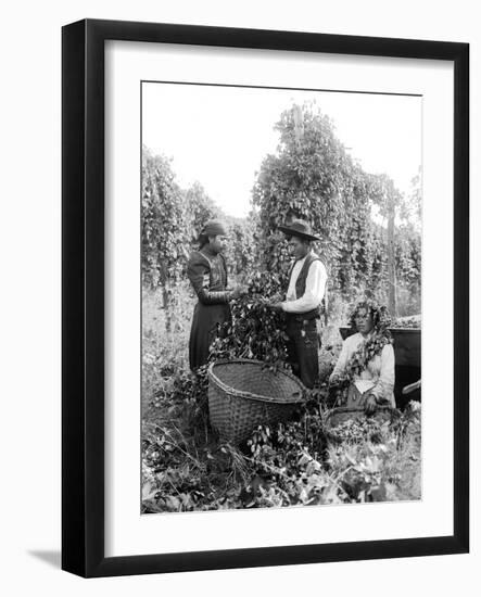 Native American Hop Pickers, 1909-Asahel Curtis-Framed Giclee Print