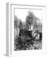 Native American Hop Pickers, 1909-Asahel Curtis-Framed Giclee Print