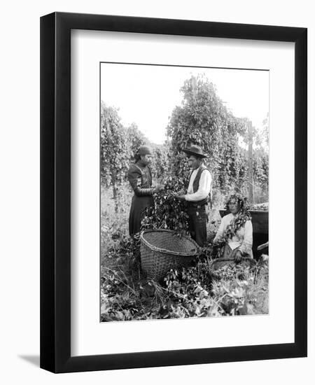 Native American Hop Pickers, 1909-Asahel Curtis-Framed Premium Giclee Print