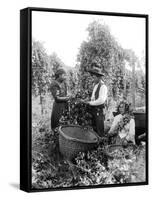 Native American Hop Pickers, 1909-Asahel Curtis-Framed Stretched Canvas