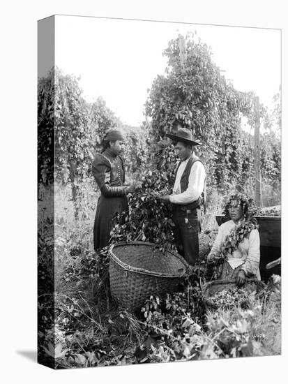 Native American Hop Pickers, 1909-Asahel Curtis-Stretched Canvas