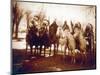 Native American Indian Tribal Leaders, 1900-Science Source-Mounted Giclee Print