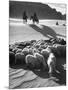 Native American Indians Herd Sheep-Loomis Dean-Mounted Photographic Print