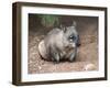 Native Australian Wombat-LevKr-Framed Photographic Print