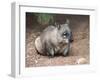 Native Australian Wombat-LevKr-Framed Photographic Print