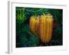 Native Banksia Flower-Lily Zdilar-Framed Photographic Print