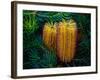 Native Banksia Flower-Lily Zdilar-Framed Photographic Print