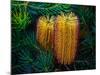 Native Banksia Flower-Lily Zdilar-Mounted Photographic Print
