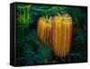 Native Banksia Flower-Lily Zdilar-Framed Stretched Canvas