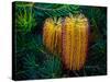 Native Banksia Flower-Lily Zdilar-Stretched Canvas