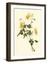 Native Beauty III-Louis Prang-Framed Art Print