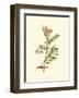 Native Beauty IV-Louis Prang-Framed Art Print